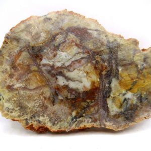 Genuine Jurassic Age Dinosaur Coprolite for Sale from Utah #85