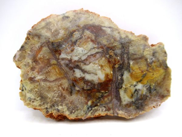 Genuine Jurassic Age Dinosaur Coprolite for Sale from Utah #85