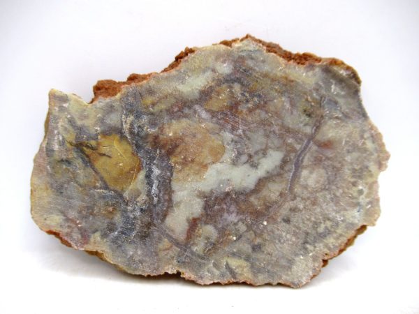 Genuine Jurassic Age Dinosaur Coprolite for Sale from Utah #85a