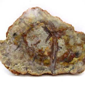 Genuine Jurassic Age Dinosaur Coprolite for Sale from Utah #86