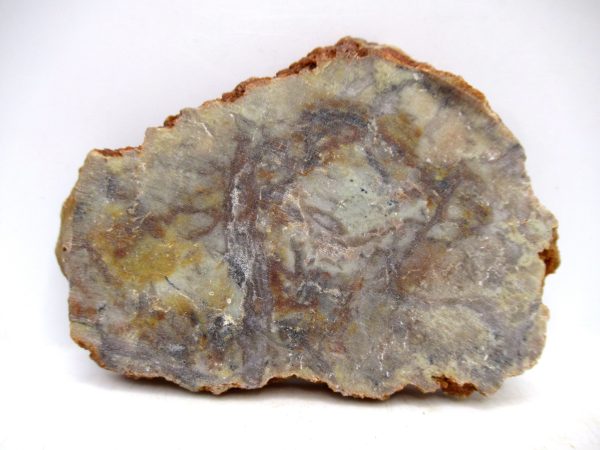 Genuine Jurassic Age Dinosaur Coprolite for Sale from Utah #86a