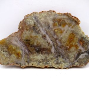Genuine Jurassic Age Dinosaur Coprolite for Sale from Utah #87