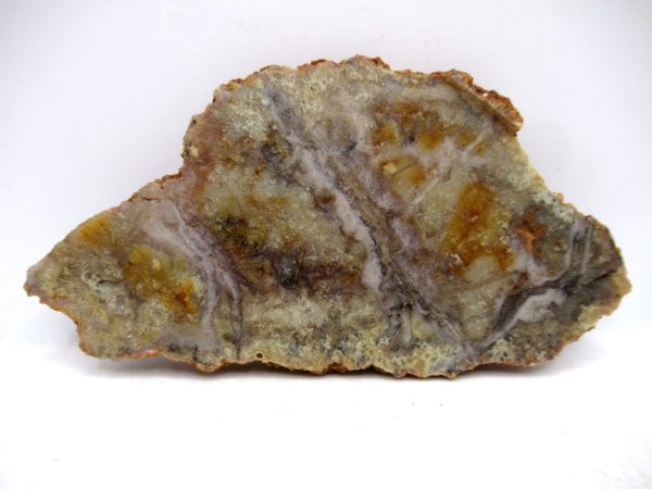 Genuine Jurassic Age Dinosaur Coprolite for Sale from Utah #87