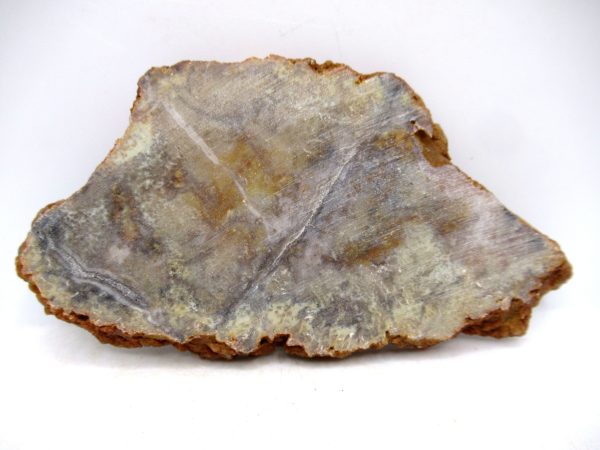 Genuine Jurassic Age Dinosaur Coprolite for Sale from Utah #87a
