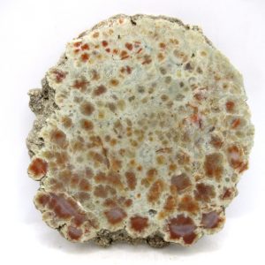 Genuine Jurassic Age Dinosaur Coprolite for Sale from Utah #88