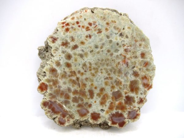 Genuine Jurassic Age Dinosaur Coprolite for Sale from Utah #88