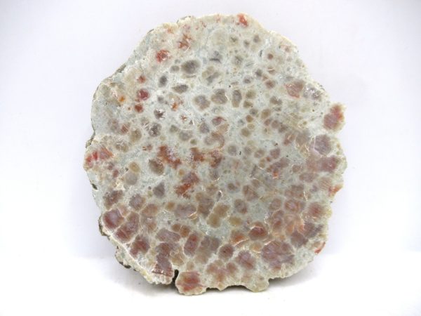 Genuine Jurassic Age Dinosaur Coprolite for Sale from Utah #88a