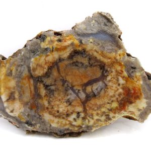 Genuine Jurassic Age Dinosaur Coprolite for Sale from Utah #89