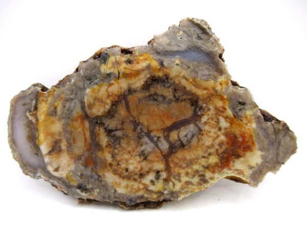 Genuine Jurassic Age Dinosaur Coprolite for Sale from Utah #89