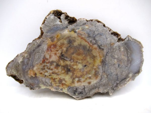 Genuine Jurassic Age Dinosaur Coprolite for Sale from Utah #89a