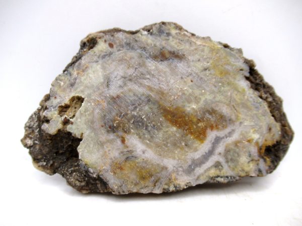 Genuine Jurassic Age Dinosaur Coprolite for Sale from Utah #90a
