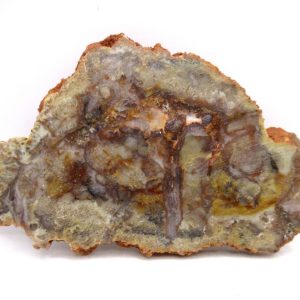 Genuine Jurassic Age Dinosaur Coprolite for Sale from Utah #91