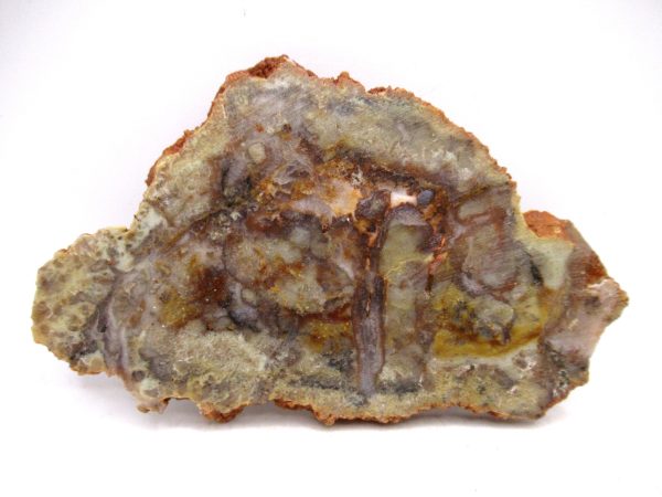Genuine Jurassic Age Dinosaur Coprolite for Sale from Utah #91