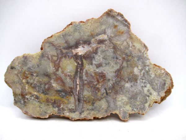 Genuine Jurassic Age Dinosaur Coprolite for Sale from Utah #91a