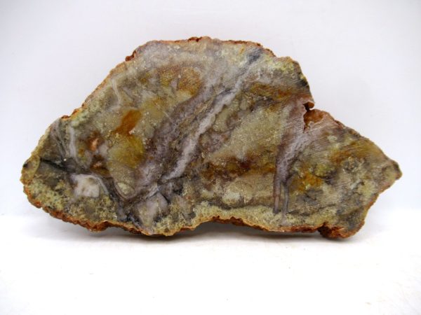 Genuine Jurassic Age Dinosaur Coprolite for Sale from Utah #92