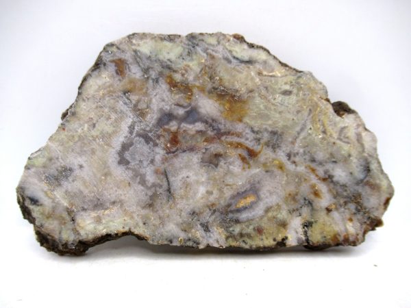 Genuine Jurassic Age Dinosaur Coprolite for Sale from Utah #93a