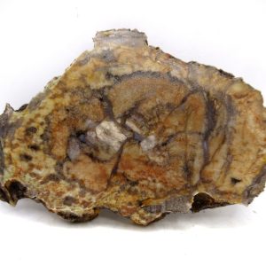 Genuine Jurassic Age Dinosaur Coprolite for Sale from Utah #94