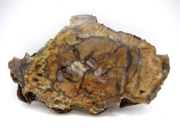 Genuine Jurassic Age Dinosaur Coprolite for Sale from Utah #94