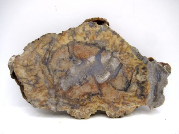 Genuine Jurassic Age Dinosaur Coprolite for Sale from Utah #94a
