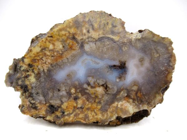 Genuine Jurassic Age Dinosaur Coprolite for Sale from Utah #95