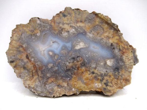 Genuine Jurassic Age Dinosaur Coprolite for Sale from Utah #95a