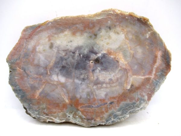 Genuine Jurassic Age Dinosaur Coprolite for Sale from Utah #96a