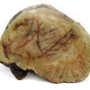 Genuine Jurassic Age Dinosaur Coprolite for Sale from Utah #97
