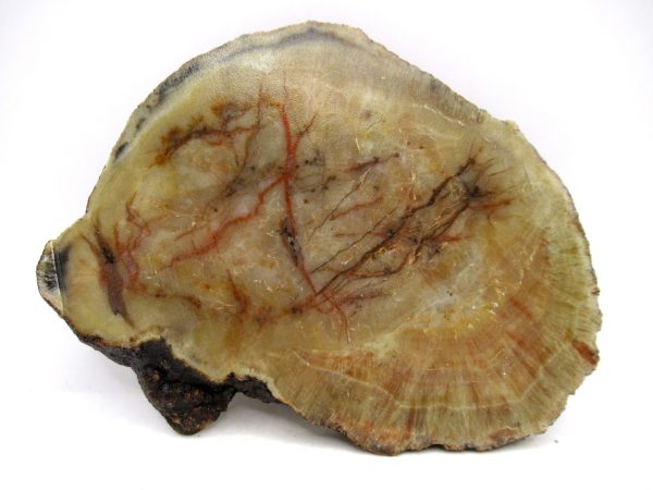 Genuine Jurassic Age Dinosaur Coprolite for Sale from Utah #97