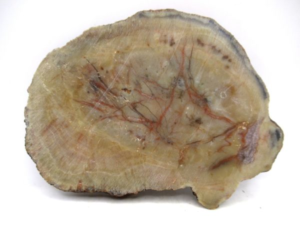 Genuine Jurassic Age Dinosaur Coprolite for Sale from Utah #97a