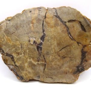 Genuine Jurassic Age Dinosaur Coprolite for Sale from Utah #98