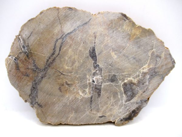 Genuine Jurassic Age Dinosaur Coprolite for Sale from Utah #98a
