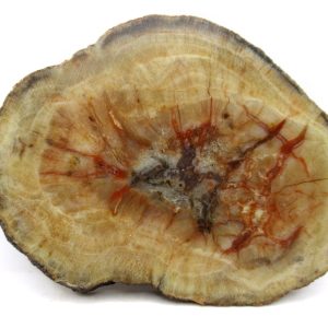 Genuine Jurassic Age Dinosaur Coprolite for Sale from Utah #99