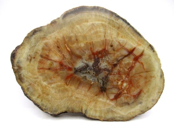 Genuine Jurassic Age Dinosaur Coprolite for Sale from Utah #99