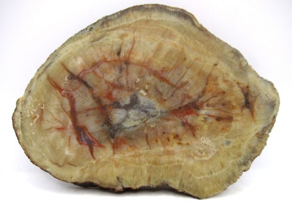 Genuine Jurassic Age Dinosaur Coprolite for Sale from Utah #99a