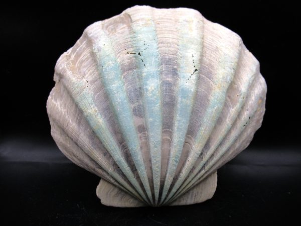 Chesapecten jeffersonius Pliocene Age, Virginia 6.15" #27