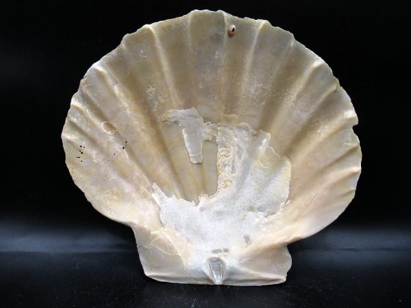 Chesapecten jeffersonius Pliocene Age, Virginia 6.15" #27 - Image 2