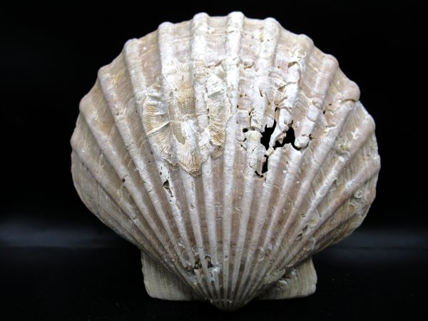 Chesapecten jeffersonius Pliocene Age, Virginia 6.34" #28