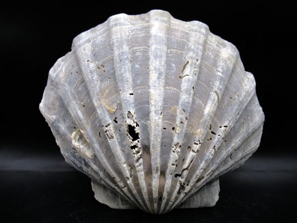Chesapecten jeffersonius Pliocene Age, Virginia 6.29" #29