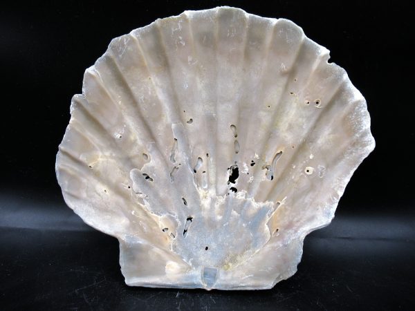 Chesapecten jeffersonius Pliocene Age, Virginia 6.29" #29 - Image 2