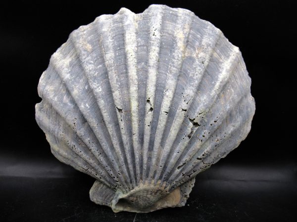 Chesapecten jeffersonius Pliocene Age, Virginia 6.41" #30