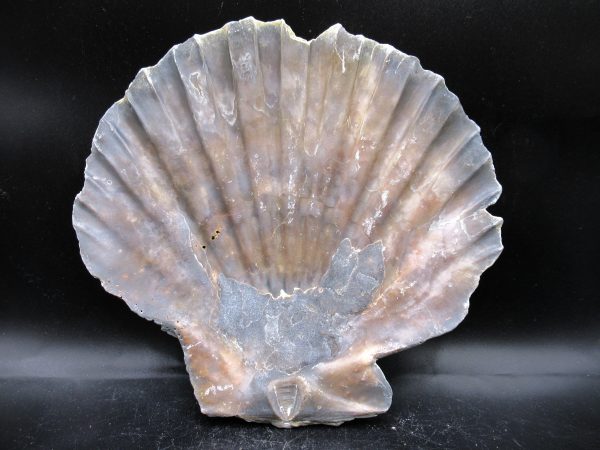 Chesapecten jeffersonius Pliocene Age, Virginia 6.41" #30 - Image 2