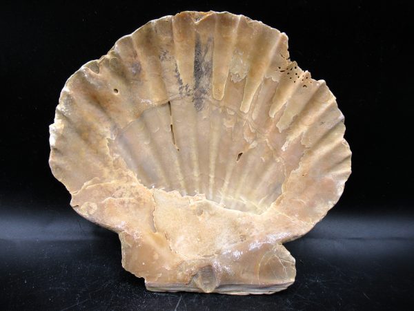 Chesapecten jeffersonius Pliocene Age, Virginia 5.46" #31 - Image 2