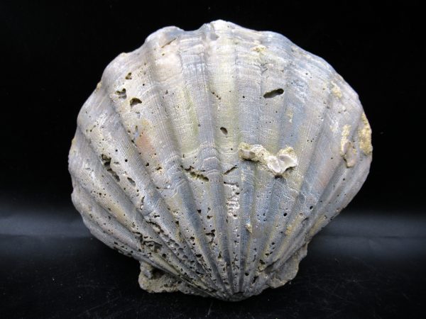 Chesapecten jeffersonius Pliocene Age, Virginia 5.30 #32