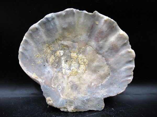Chesapecten jeffersonius Pliocene Age, Virginia 5.30 #32 - Image 2
