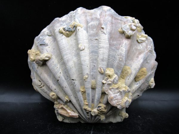 Chesapecten jeffersonius Pliocene Age, Virginia 5.40" #33