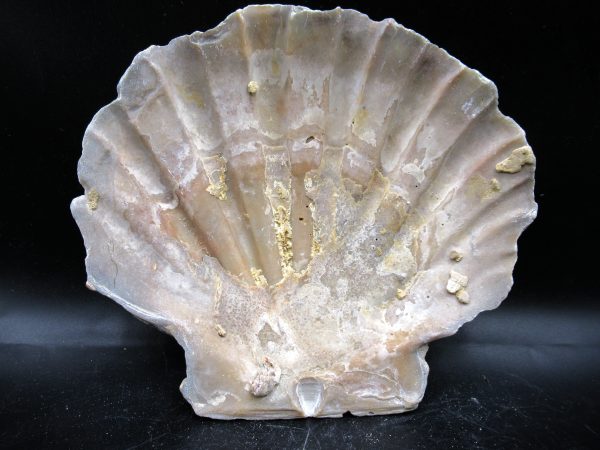 Chesapecten jeffersonius Pliocene Age, Virginia 5.40" #33 - Image 2