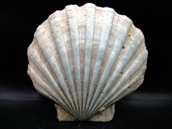 Chesapecten jeffersonius Pliocene Age, Virginia 5.72" #34