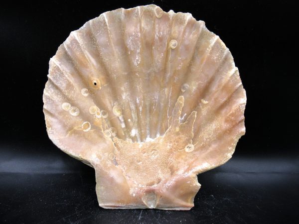 Chesapecten jeffersonius Pliocene Age, Virginia 5.72" #34 - Image 2