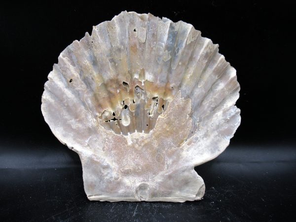 Chesapecten jeffersonius Pliocene Age, Virginia 5.28" #35 - Image 2