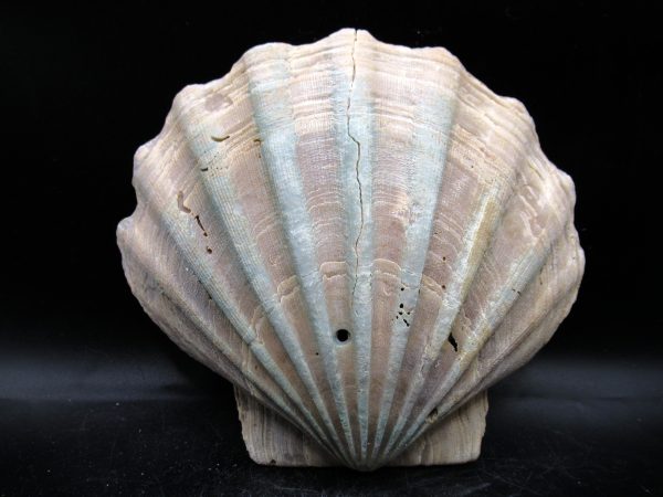 Chesapecten jeffersonius Pliocene Age, Virginia 5.24" #36